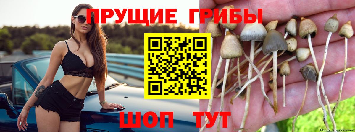 Псилоцибиновые грибы прущие грибы  Вход с VPN  Алексеевка  Галлюциногенные грибы Psilocybe 